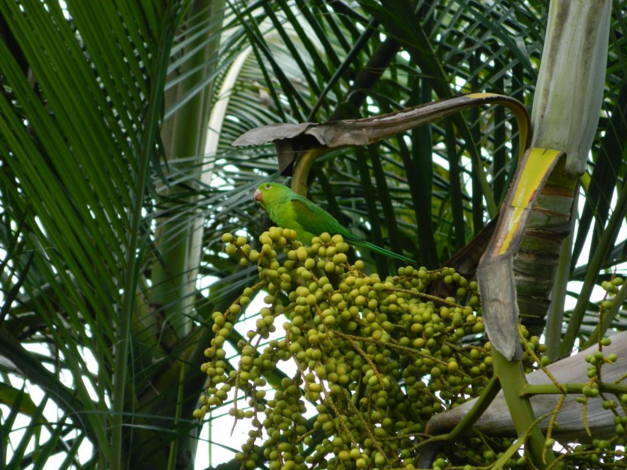 Solar Das Canoas Prumirim Ubatuba Exteriör bild